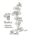 ÃÅ¸ÃÂ¾Ãâ¬ÃÂ° Ãâ ÃÂ²ÃÂµÃâÃÂµÃÂ½ÃÅÃÂ ÃâÃâ¬ÃÂ°ÃÂ². Medicinal herb ground-ivy Glechoma hederacea hand drawn botanical vector illustration